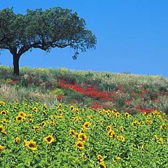 фото "Polychromatic Land"