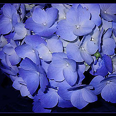 photo "Blue flowers"