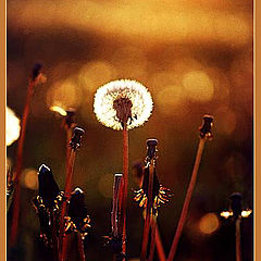 photo "Portrait ( "dandelion" ) - 2"