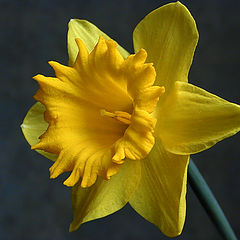 photo "Daffodil"