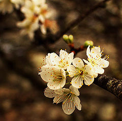 photo "Springtime Serenade"