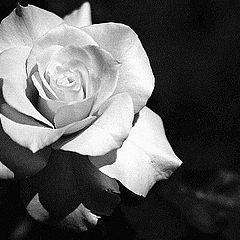 фото "Uncolored Rose"
