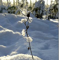 photo "Winter flower"