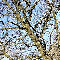 photo "Oak in the early spring"