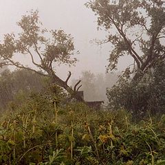 photo "Downpour"