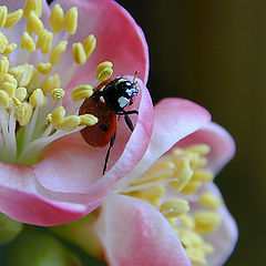 photo "Ladybug"