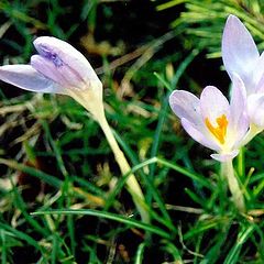 photo "Spring tango for three"