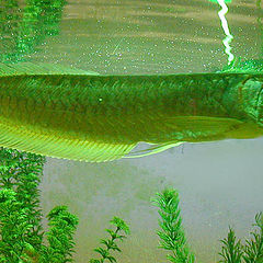 фото "Зеленая Рыба"