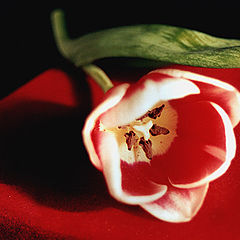 фото "тюльпан"