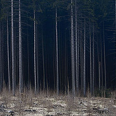 фото "Лес"