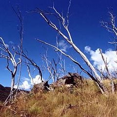 photo "Trees"