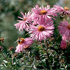 photo "Behind nectar."