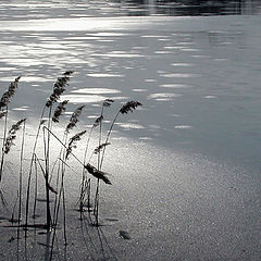 photo "On the lake"