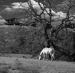 photo "Landscape with horse"