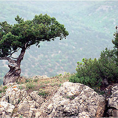 photo "And on stones trees grow..."