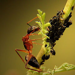 photo "SUPPER2"