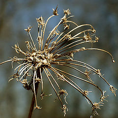 photo "Autumn`s Snowflake Revisited"