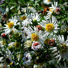 фото "The Hillside: Spring Unfurled"