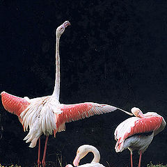 фото "Flamingo"