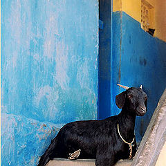 фото "Koza v indijskom exterjere"