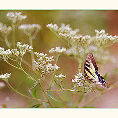 photo "Last summer (butterfly)."