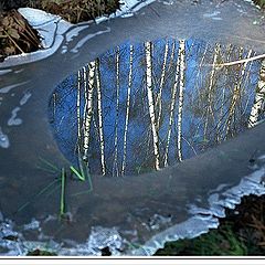 photo "Mirror of Spring"