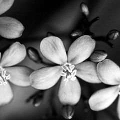 photo "little flowers"