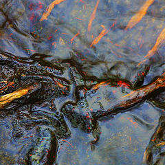 фото "Water and roots"