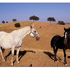 photo "Country (Horses)"