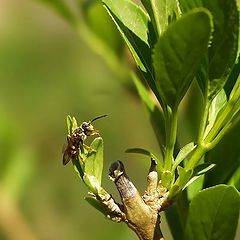 photo "The Bee"