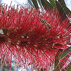 photo "Bottlebrush"