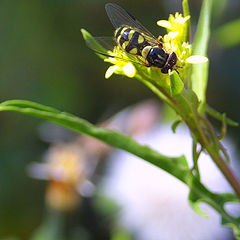 photo "Breakfast on a glade"