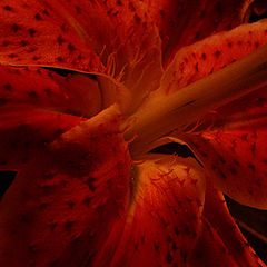 фото "Scarlet"