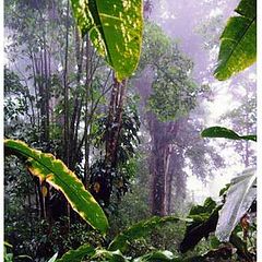 photo "Rainforest"