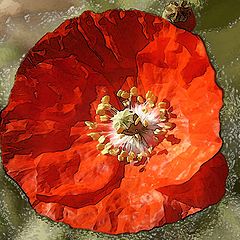 photo "poppy"