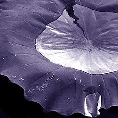 photo "lily leaf"