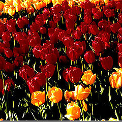 фото "Tulips Garden"