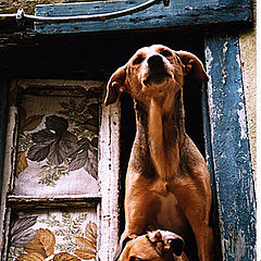 фото "at the window"