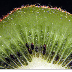 фото "Kiwi"