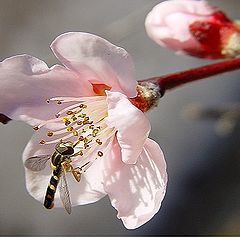фото "Bee..."