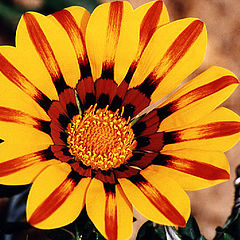 photo "Gazania # 2"