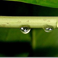 фото "Drops ..."