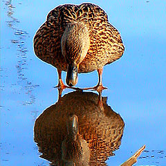 photo "You talkin` to me?"