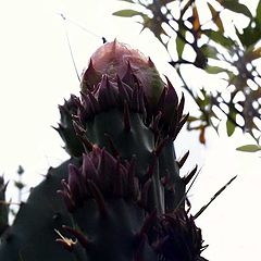 photo "opuntia. rainy day"