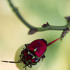 photo "Thailand`s beetle"