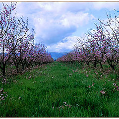 photo "Modesto beauty"