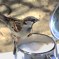 фото "Bird & Sugar"