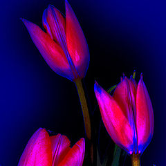 photo "Three Twinkling Tulips"