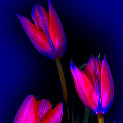 фото "Three Twinkling Tulips"