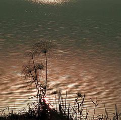 photo "Morning in " the Japanese style. ""